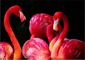 Vörös flamingók képe (70x50 cm)