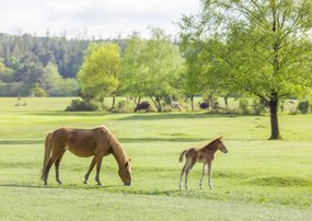 Poszter 59,4x42cm Ló és csikó, Assaf Frank