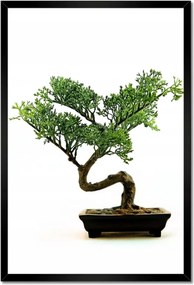 Poszterek keretben 40x60 Bonzai fa