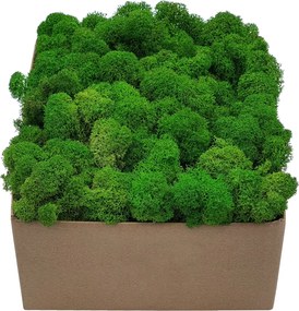 Moha Prémium Világoszöld Karton 300g