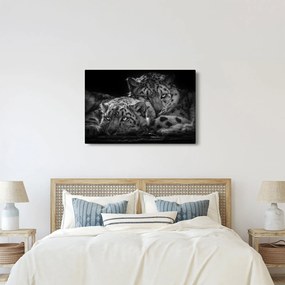 Kép - Pihenő gepárdok (90x60 cm)