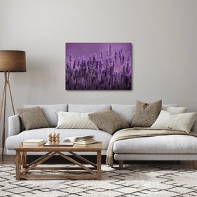 Kép - Levendula (70x50 cm)
