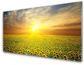 Modern üvegkép Sun Meadow Napraforgók 100x50 cm 2 fogas