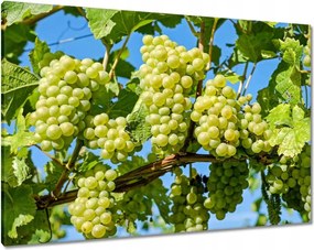 Vászonkép 100x70 Zöld szőlő
