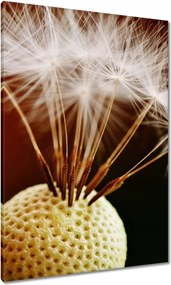 Vászonkép 70x100 Pitypang Virág Virágok