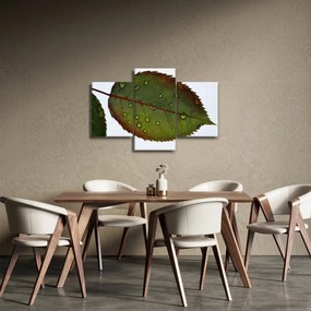 Kép - Rózsalevél (90x60 cm)