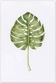 Poszterek 80x120 Monsera levél lyukas