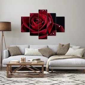 Kép - Vörös rózsa (150x105 cm)