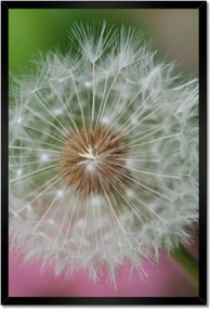 Poszterek keretben 40x60 Pitypang Virág Virágok