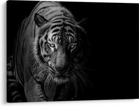 Egy vadtigris képe (70x50 cm)