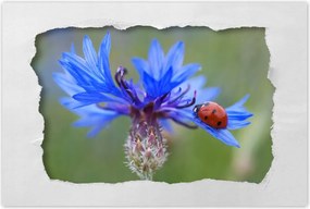 Poszter 60x40 Haber katicabogárral