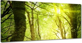 Vászonkép 60x30 Varázslatos erdő Tájkép