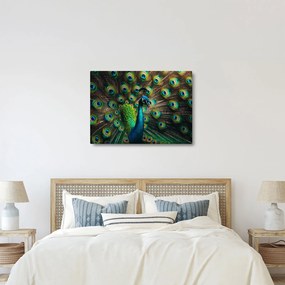 Kép – Pávatoll (70x50 cm)