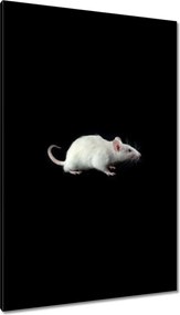 Vászonkép 80x120 Fehér kis egér