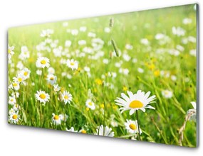 Fali üvegkép Daisy Meadow Természet 100x50 cm 2 fogas