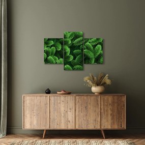 Kép - Tűlevelű gallyak (90x60 cm)
