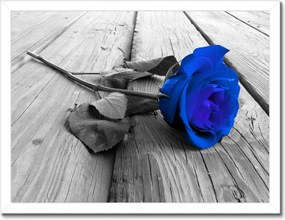 Poszterek keretben 40x30 Tintarózsa