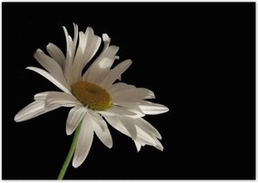 Poszterek 100x70 Fehér kamilla virág