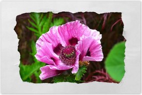 Poszter 60x40 Lila virág