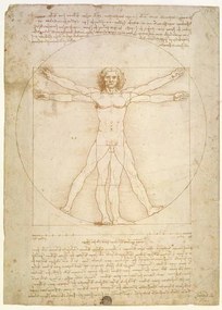 Leonardo da Vinci - Festmény reprodukció The Proportions of the human figure , c.1492, (30 x 40 cm)