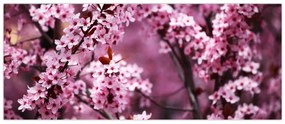 Kép - Rózsaszín sakura (120x50 cm)