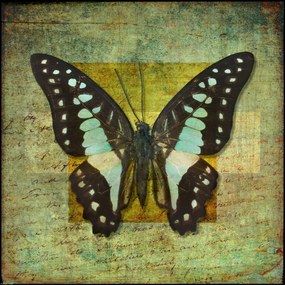 Poszter 40x40cm Színes trópusi pillangó vintage effektekkel, Assaf Frank