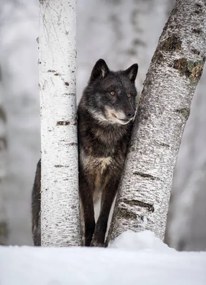 Művészeti fotózás Wolf in the USA, Kathleen Reeder Wildlife Photography, (30 x 40 cm)