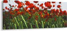 A pipacsok képe a szélben (120x50 cm)