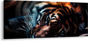 Egy fekvő tigris képe (120x50 cm)