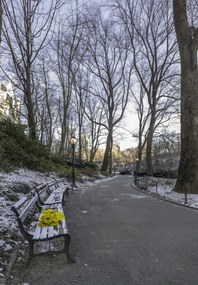 Poszter 68x98cm Egy csokor sárga virág egy padon a parkban, Assaf Frank