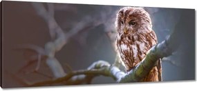 Vászonkép 100x40 Bagoly az ágon Ragadozó
