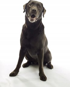 Poszter 40x60cm Barna labrador, fehér alapon, Assaf Frank