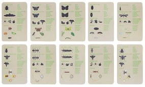 Bogaras felfedező szett gyerekeknek, 6 db-os