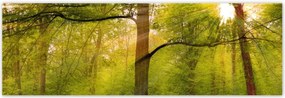 Poszterek 200x66 Varázslatos erdő Tájkép