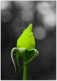 Poszterek 70x100 Lime rózsa