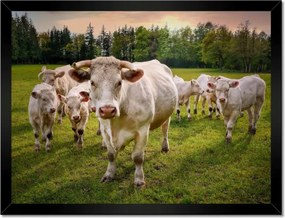 Poszterek keretben 40x30 Tehéncsorda