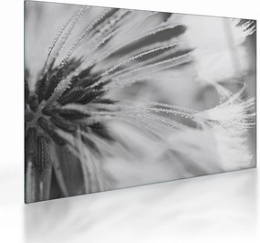 Üveg kép - Pitypang (70x50 cm)
