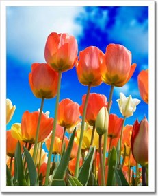 Poszterek keretben 40x50 Színes tulipánok Virágok