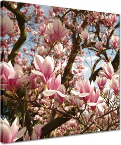 Vászonkép 40x40 Magnólia Virágok Kék