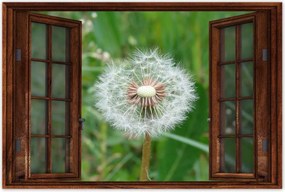 Poszterek 60x40 Pitypang VirĂĄg VirĂĄgok