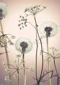 Poszter 29,7x42cm Réti virágok 3, Assaf Frank