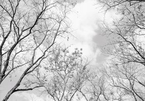 Fotótapéta gyönyörű Erdő fák hegyek kilátás 416 x 254 14184veXXXL