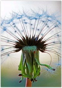 Poszterek 70x100 Pitypang Virág Virágok