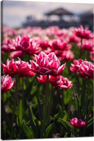 Botanika Vászonkép Tulipánmező 40x60 cm
