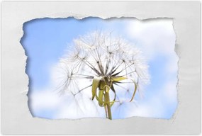 Poszterek 60x40 Pitypang Virág Virágok