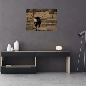 Üveg kép - Texasi tehén (70x50 cm)