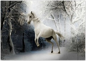 Poszterek 100x70 Fehér paripa