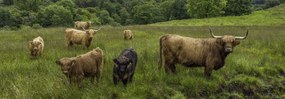 Poszter 95x33cm Highland fajtájú tehenek, Assaf Frank