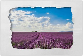 Poszterek 120x80 Levendulamező Levendula