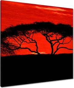 Vászonkép 60x60 Akác Afrikában